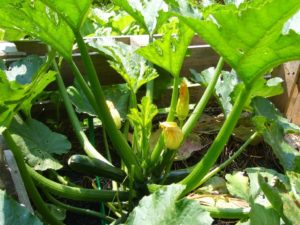 zucchinipflanze-im-hochbeet-21-06-2016