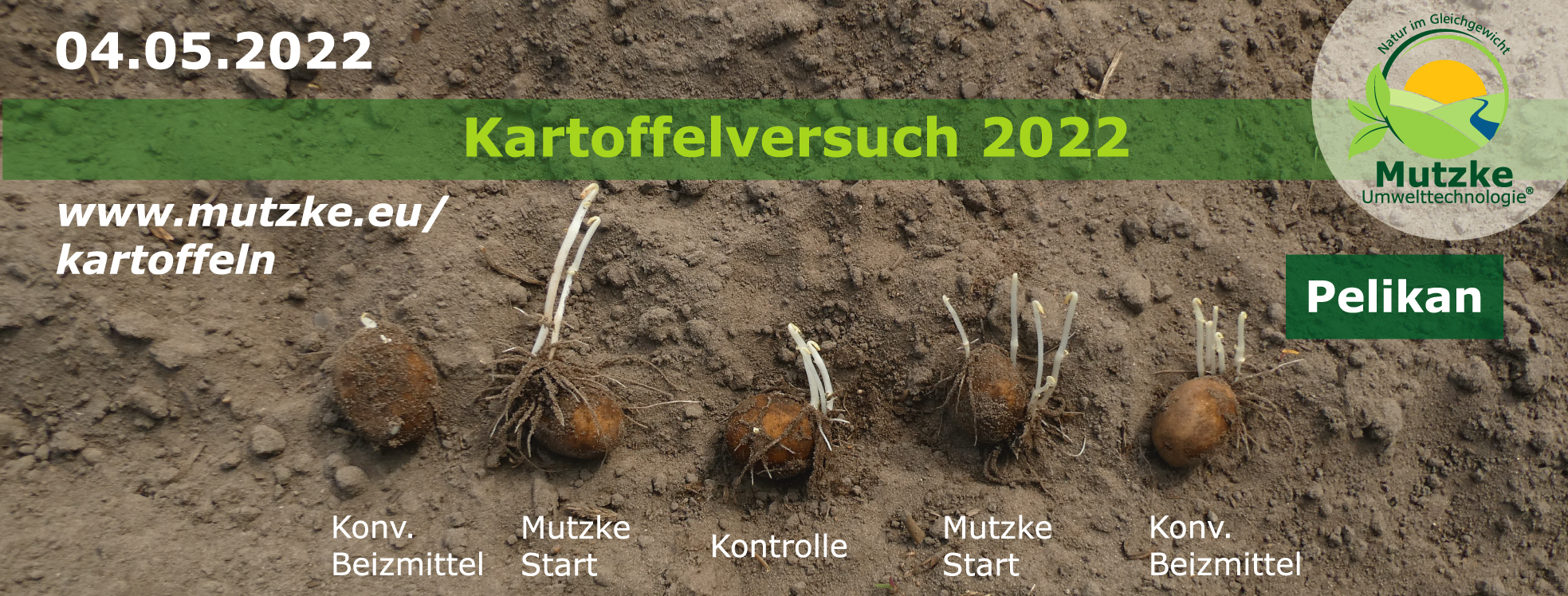 Kartoffelversuch 2022 am 04.05.2022